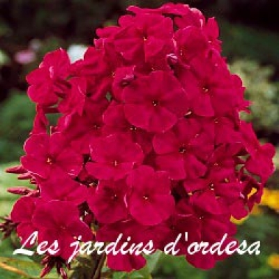 Phlox paniculata tenor